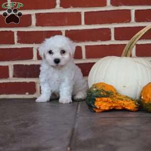Buster, Bichon Frise Puppy